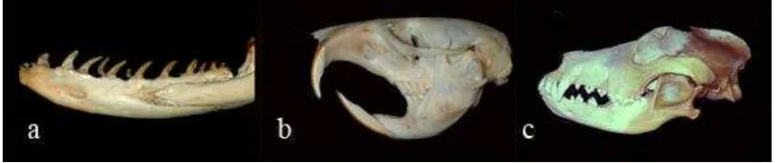 Figura 1.1. Fórmula dental en diferentes especies. a. Mandíbula de un reptil (Eunectes murinusposteriores y anteriores