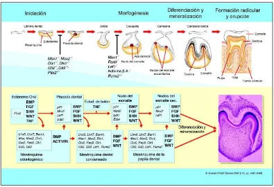 Figura 1.2. Genes identificados en el desarrollo dental. La formación del diente se produce como resultado de la interacción de los tejidos ectodérmico y mesenquimal, modulada por la expresión reiterativa y secuencial de familias de moléculas de señalizaci