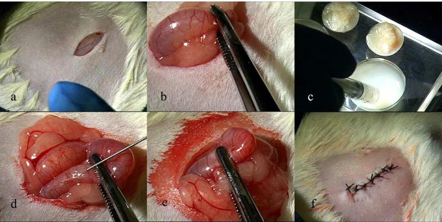 Figura 2.5. Fotografía de la laparotomía para la inseminación intrauterina. a) Incisión de 1.5 cm hecha sobre la línea alba a 3 cm el apéndice xifoides y a 2 cm de la región inguinal