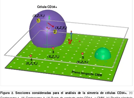 Figura 2. Secciones consideradas para el análisis de la simetría de células CD34+. (1) 