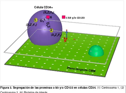 Figura 3. Segregación de las proteínas c-kit y/o CD133 en células CD34. (1) Centrosoma 1, (2) 