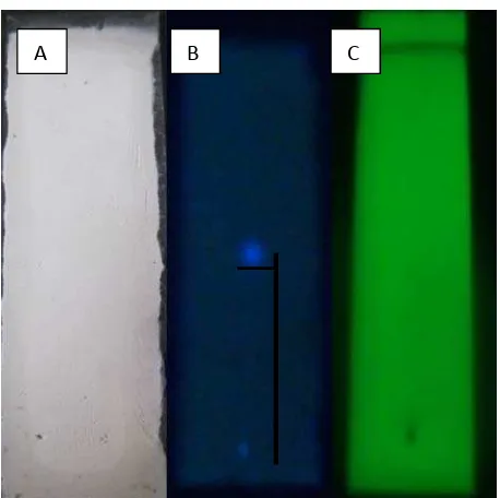 Figura 4. Cromatografía en capa fina del extracto obtenido por fermentación en medio líquido Hanson usando fase móvil diclorometano y metanol en proporción de 9,5:0,5