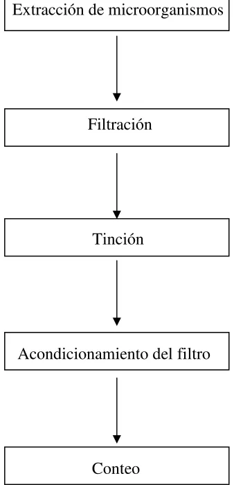 Figura 1.  Diagrama de flujo del protocolo utilizado para el conteo con DAPI 