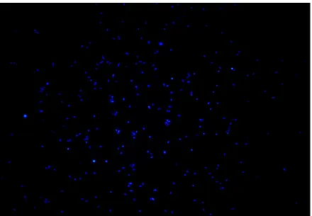 Figura 2. Células coloreadas con DAPI en una muestra de suelo.  