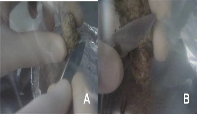 Fig. 1 Procesamiento de muestras para los diferentes tipos de métodos de conservación 