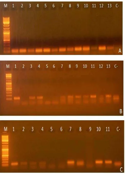 Fig. 5 Amplificación por PCR del gen mitocondrial 16S de algunas de las muestras fecales con fragmentos de 135 pb para: A) Muestras extraídas con QIAamp DNA Stool Mini Kit, B) Diluciones 1:100 con Fenol, C) Diluciones 1:100 con Variación Fenol con Tritón