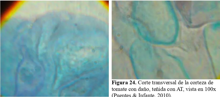 Figura 24. Corte transversal de la corteza de tomate con daño, teñida con AT, vista en 100x (Puentes & Infante, 2010).