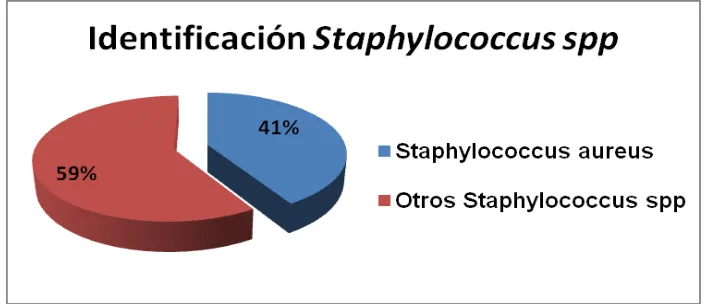 Figura 2. Identificación de las cepas de Staphylococcus spp y Enterococcus spp.  