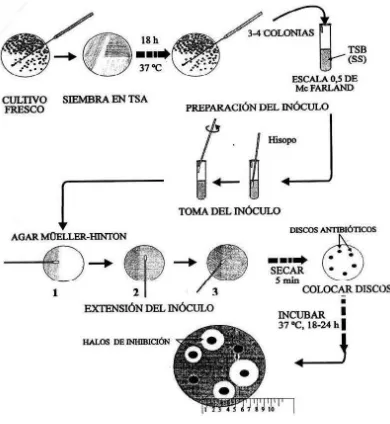 Figura 1. Metodología Difusión en Agar Kirby-Bauer(15) 