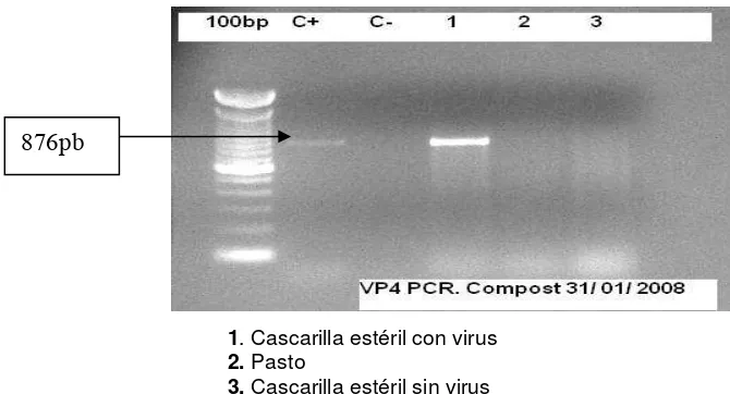 Figura 3. Producto de la RT-PCR para la identificación del gen de VP4 de rotavirus en muestras de 
