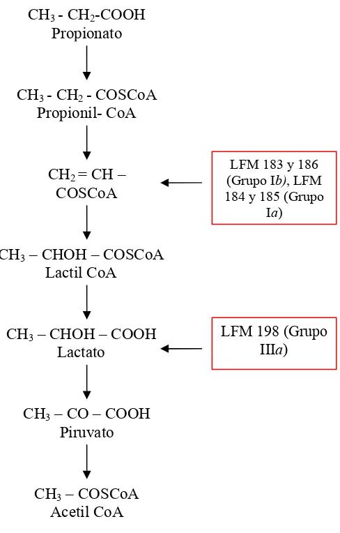 Figura 4. Vía metabólica para la alfa-oxidación de propionato. Son indicados los grupos fenotípicos de los mutantes en estudio, en el último substrato de la vía en que son capaces de crecer