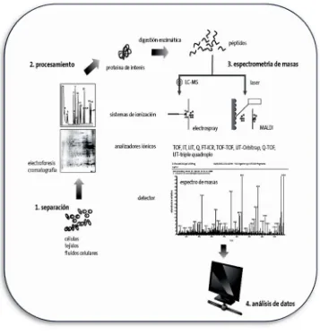 Figura número 3. Esquema general para análisis proteómico 