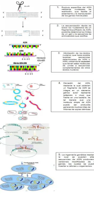 Figura 5. Proceso de ADN recombinante (Cultek.,  2006) 