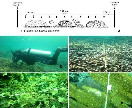 Figura 2. a. Esquema de transecto punto-intercepto. b. Ubicación del transecto punto-intercepto 