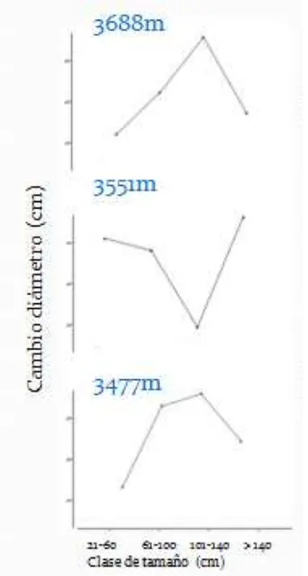 Figura Nº 6. Cambio en el diámetro de los capítulos en las cuatro clases de tamaño en las tres 