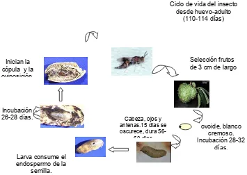 Figura 1. Ciclo de vida y duración de los estados de desarrollo de 