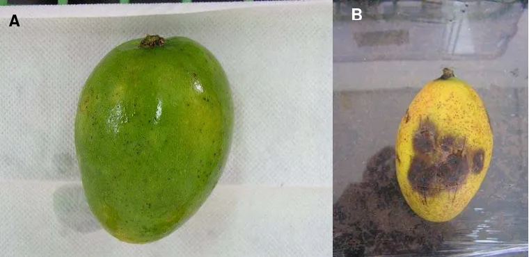 Figura 4. Frutos de Mango. A: Fruto sano, B: Fruto con lesiones de antracnosis. (Foto  L.Parra)