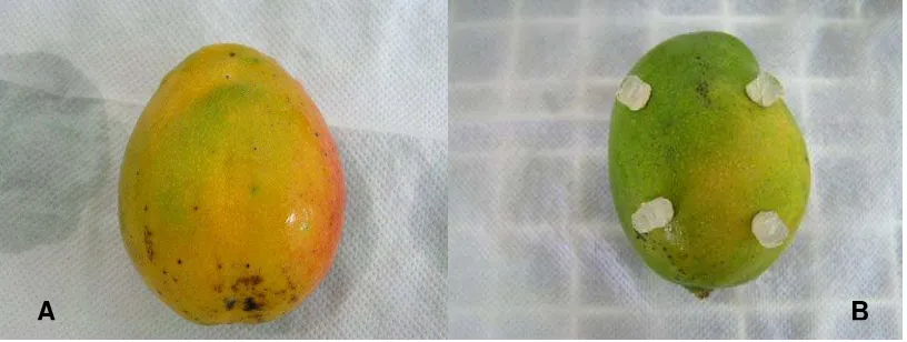 Figura 6. Frutos de Mango sanos. A. Fruto sin bloques de agar y B, Fruto con bloques de agar con micelio del microorganismo