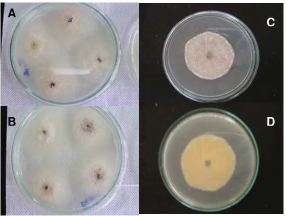 Figura 8. Aislamientos de Colletotrichum sp. En PDA. A y B Colonias obtenidas directamente a partir de frutos enfermos, C y D colonias obtenidas de cultivos monospóricos