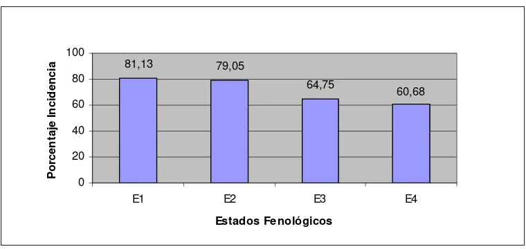 Figura 9. Porcentaje de infección quiescente de Colletotrichum gloeosporioidesdiferentes estados fenológicos de frutos de mango