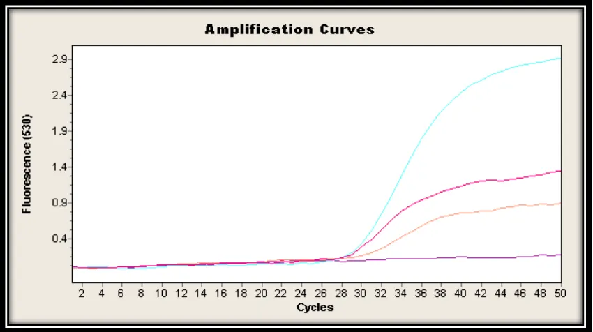 Figura 8. Gráfico de amplificación (qPCR) realizados en Santa María. Las Estándar 100 curvas exponenciales muestran resultados positivos,  Muestra S17,   Estándar 10  Blanco