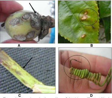 Figura 4. Síntomas de antracnosis, ocasionados por el hongo borde verde oliva localizadas en las hojas.Aramas