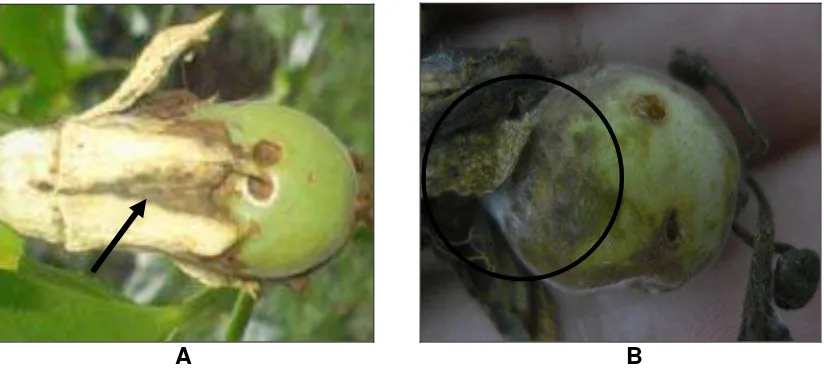 Figura 8 . Flores que se observan cubierto de moho gris, Botrytis cinérea, este es trasmitido al pedúnculo del fruto: A Y B