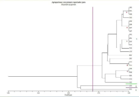 Figura 9:  dendrograma generado para la caracterización molecular de las cepas de F. oxysporum con los cebadores reportados (OPA 2, 4 y 13) 