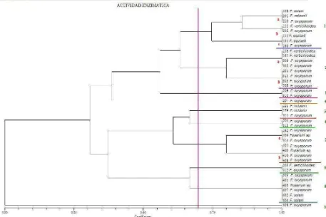 Figura 12: Dendrograma obtenido con los perfiles amilolíticos, celulolíticos, pectinolíticos y proteolíticos para las 40 cepas de Fusarium spp