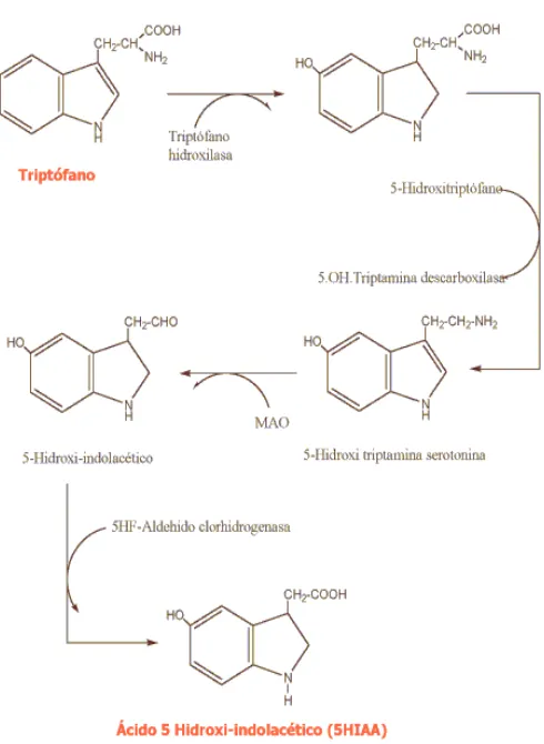 Fig 6. Síntesis de Serotonina. http://guiasdeneuro.com.ar/neurotrans.htm. 