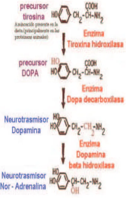 Fig 10. Síntesis de Dopamina. 