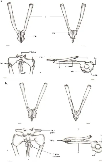 Figura-B. 36; Esqueleto axial, cintura pélvica, A. muisca. 