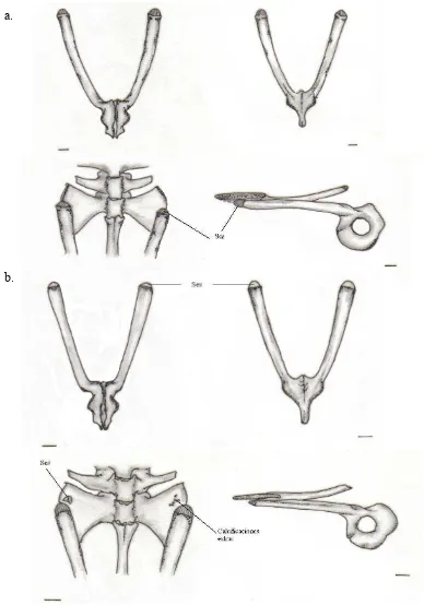 Figura-B. 38; Esqueleto axial, cintura pélvica, A.  marinkellei MLS 558. 