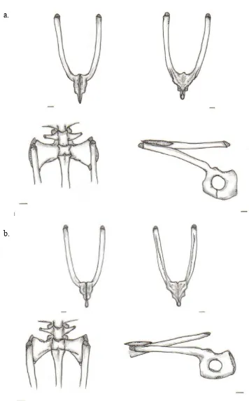 Figura-B. 41; Esqueleto axial, cintura pélvica, C. granulosus. 