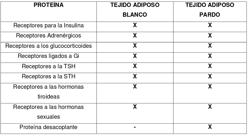 Tabla 1. Receptores del tejido adiposo Blanco y Pardo. En la tabla se observa los tipos de receptores presentes en el tejido adiposo blanco y parto, así como los que no están presentes