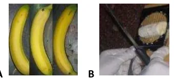 Fig. 1. Selección del fruto: para la selección del fruto se tomaron bananos con pesos similares y en estado de maduración 5