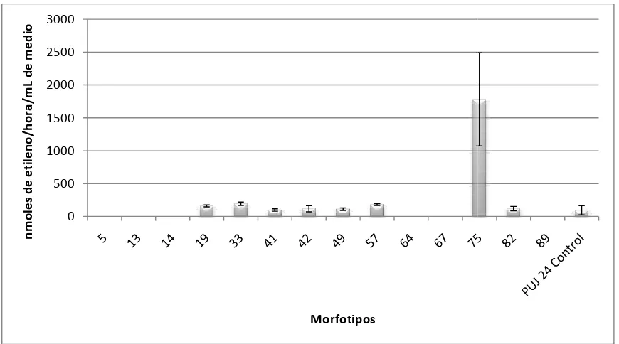 Figura A: Resultados del ensayo inyo in vitro de reducción de acetileno a la hora 48 de incubncubación 