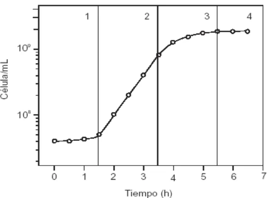 Figura 2.  Curva de crecimiento de latencia o de adaptación. 2) fase logarítmica o exponencial 3) fase  de transición 4) Escherichia coli en medio nutritivo