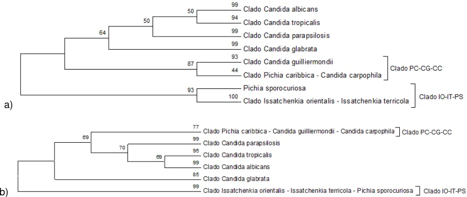 Figura 7. Clados de los arboles filogenéticos de las regiones ITS1 (a) e ITS2 (b) construidos por el método NJ-K2P- 1000 Bootstrap