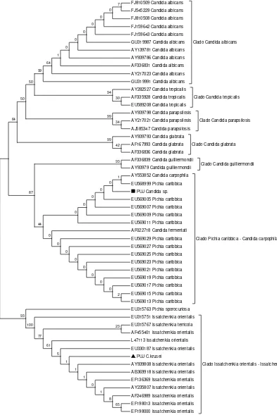 Figura 8. Árbol filogenético de secuencias de la región ITS1 por el método NJ –Bootstrap