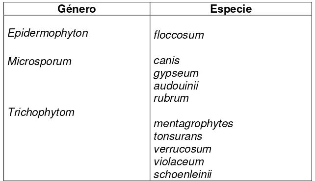 Cuadro 2. Dermatofitos aislados frecuentemente en el hombre. 