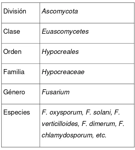 Cuadro 4. Taxonomía de Fusarium. 