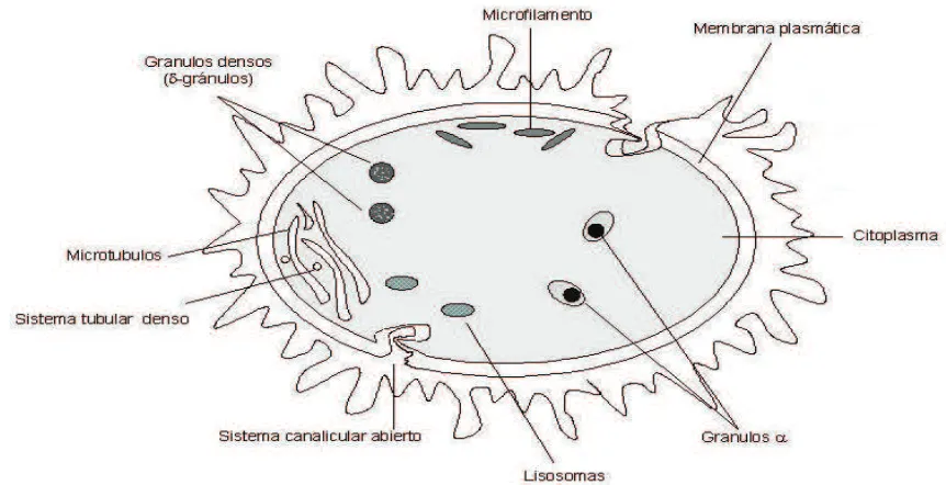 Fig.1 Estructura morfológica de una plaqueta