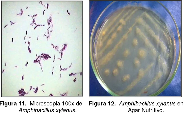 Figura 11.  Microscopia 100x de    Figura 12.  Amphibacillus xylanus en Amphibacillus xylanus