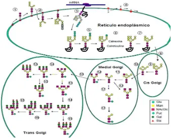 Figura 5. Proceso de N-glicosilación de proteínas en células eukariotas. 1. Síntesis 