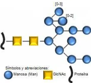 Figura 7. Estructura común de un N-oligosacárido sintetizado por P. pastoris, 