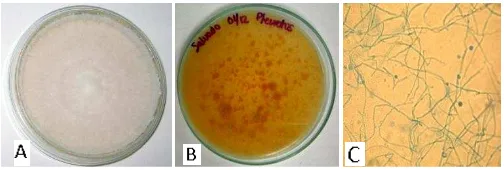 Fig. 1. ostreatus  Reactivación en agar extracto salvado de trigo. Crecimiento en placa: (A) Pleurotus (anverso), (B) Pleurotus ostreatus (reverso), (C) microscopía óptica 100 X