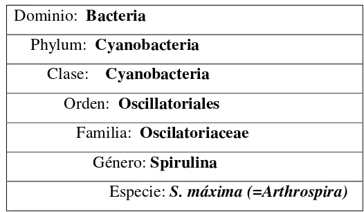 Tabla  1.  Ubicación taxonómica de S. maxima (Becker, 1982) 