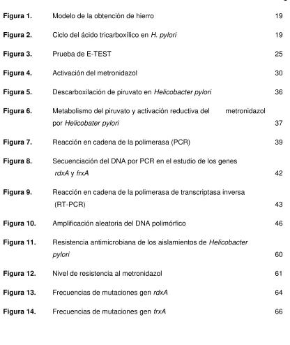 Figura 3. Prueba de E-TEST 