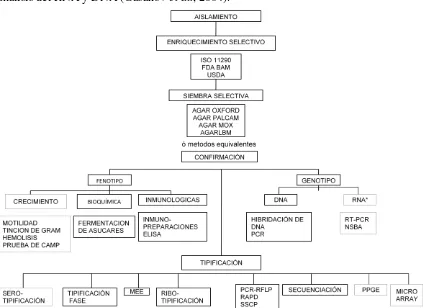 Figura 2. Resumen modificado de  técnicas y procedimientos generales de aislamiento, identificación y tipificación para Listeria spp